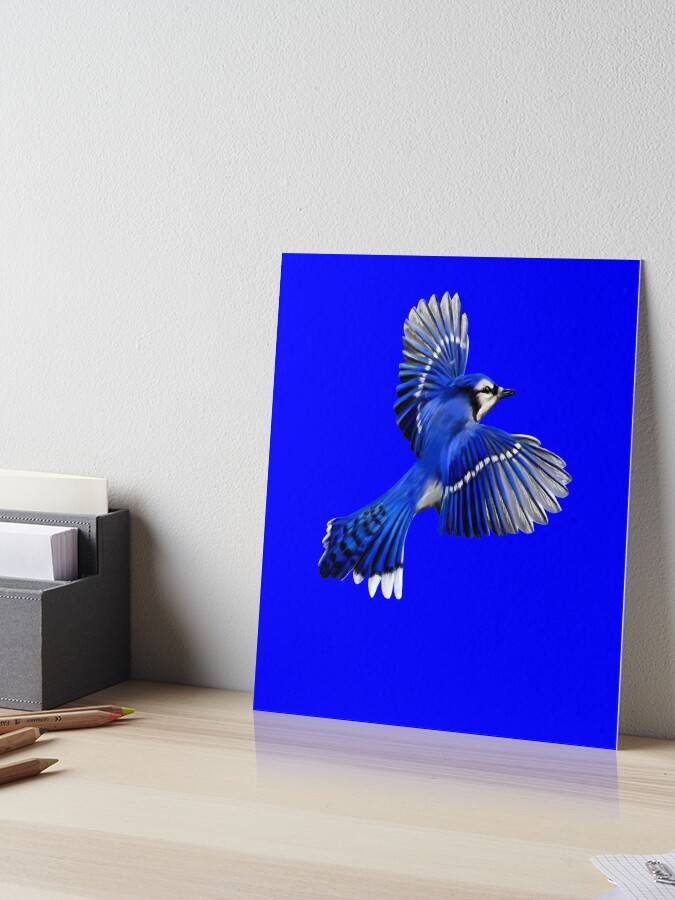 Flying Blue Jay, Painting by Paintispassion