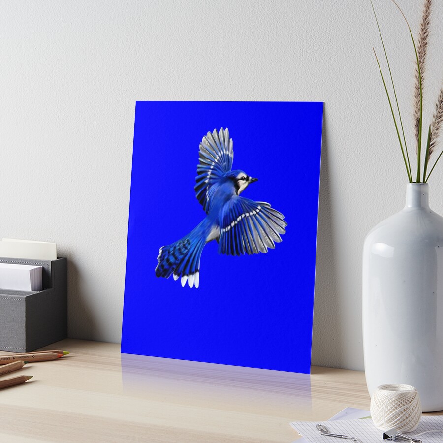 Blue Jay in Flight available as Framed Prints, Photos, Wall Art and Photo  Gifts