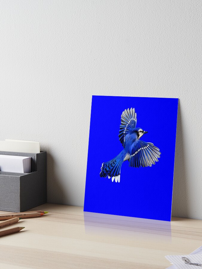 Flying Blue Jay Art Design Portrait Blue Jay. Premium T-Shirt