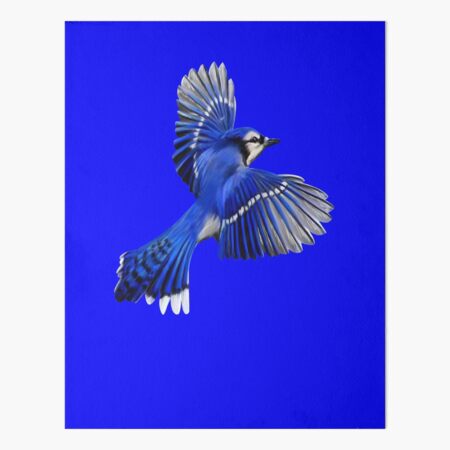 Blue jay, Borders and frames, Art inspiration