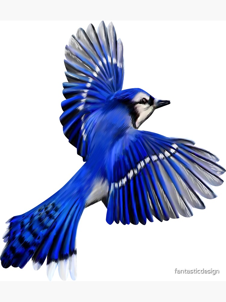 Blue Jay Art Design Flying Blue Jay | Art Board Print