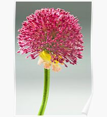macro Poster