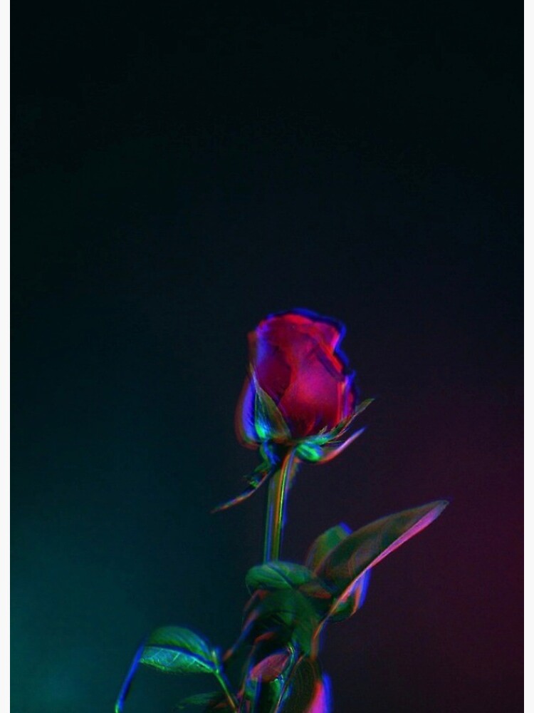 Neon Rose, neon rose