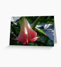 Pretty Pink in the Sun Greeting Card