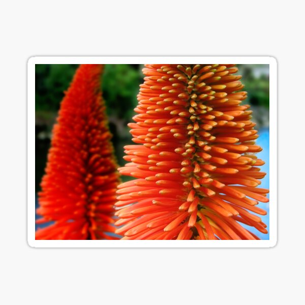 Red-orange flower of Eremurus Ruiter-Hybride Sticker