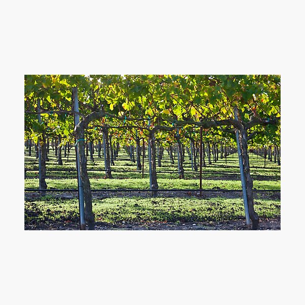 Item preview, Grape Vines designed and sold by The Green Monk.