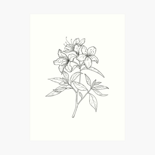 Azalea Art Print