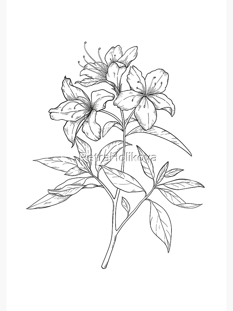 Azalea by PetraHolikova