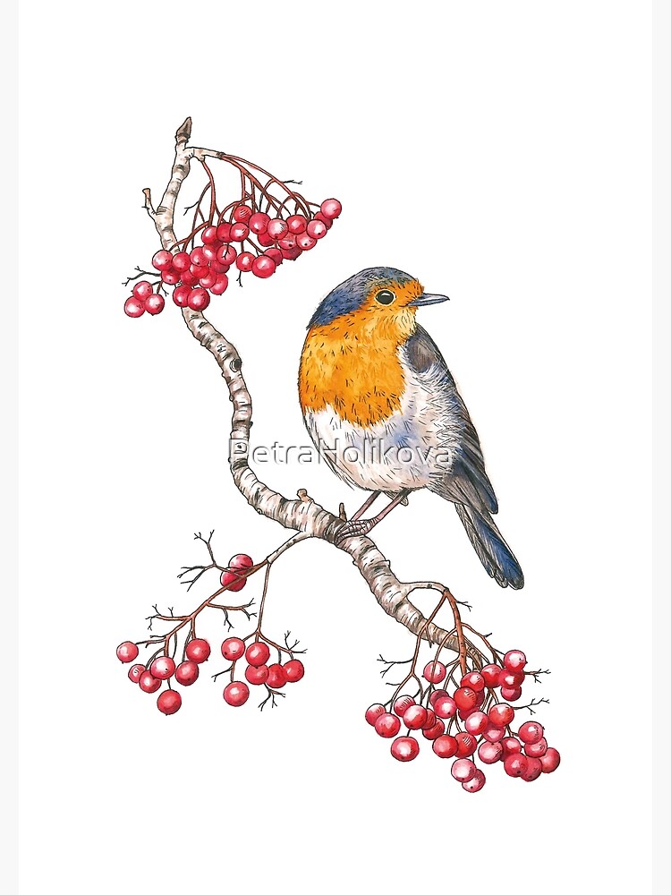 Robin by PetraHolikova