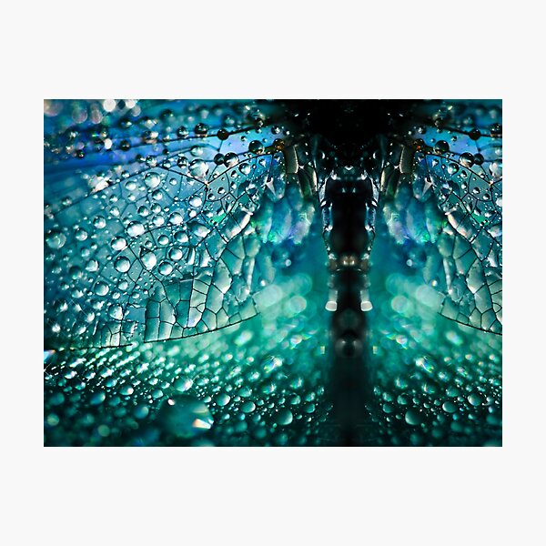 Born A Dragonfly Photographic Print