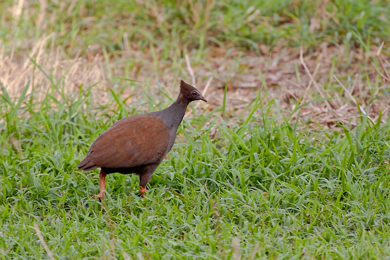 "Bush Chook" Posters by Hedoff Redbubble