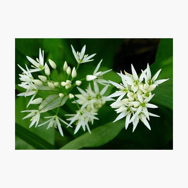 Wild Garlic White Flowers Photo Photographic Print
