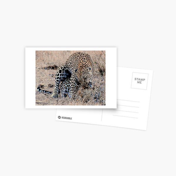 Leopards Mating Postcard