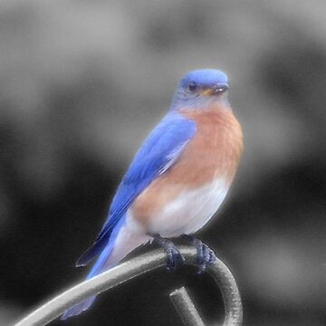 Artwork thumbnail, Bird on Feeder by JoeySkamel