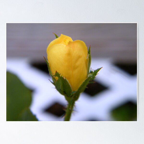 Item preview, Yellow Rose of---North Carolina!! designed and sold by Carolyn Ricks.