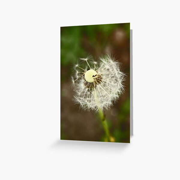 Dandelion Greeting Card