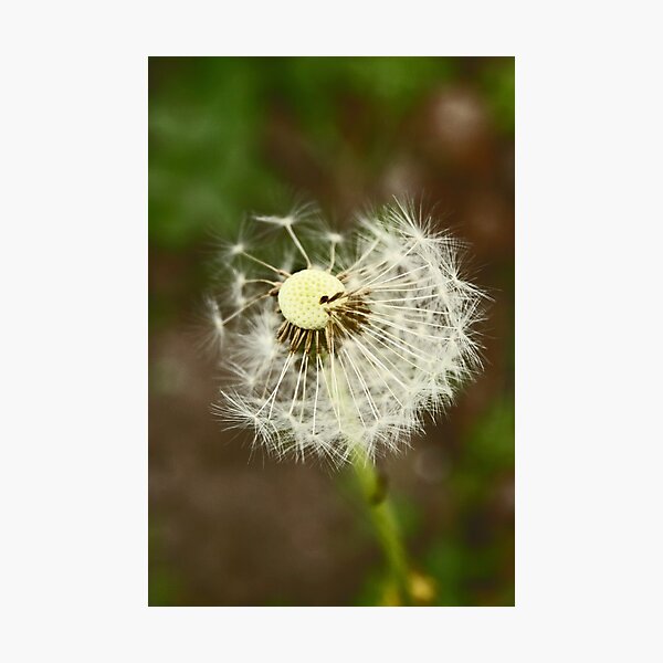 Dandelion Photographic Print