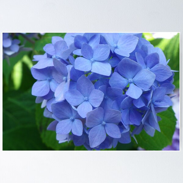 Item preview, Blue Hydrangea designed and sold by Bob Hardy.