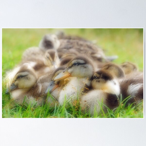 Item preview, Bundle of Fluff designed and sold by Curtis  Sheppard.