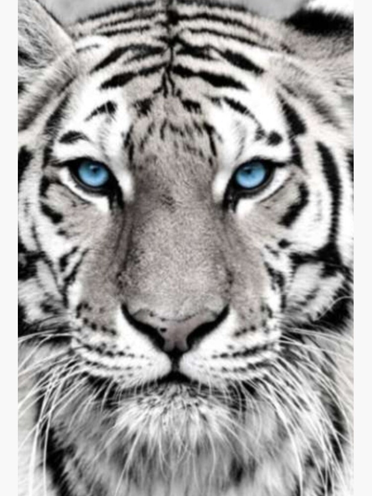 Real White Tiger With Blue Eyes | ubicaciondepersonas.cdmx.gob.mx
