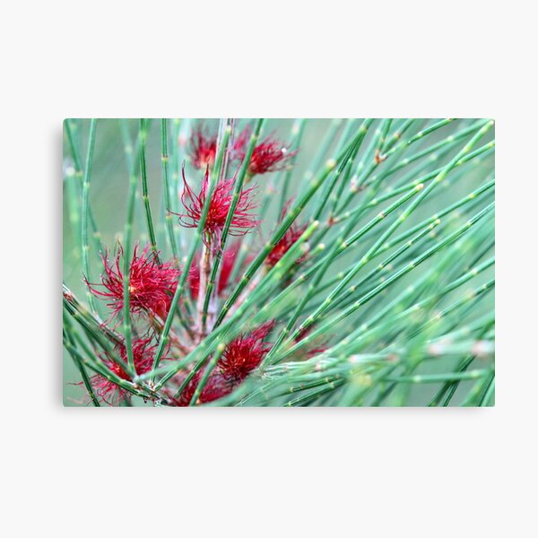Item preview, Allocasuarina  emuina designed and sold by andrachne.