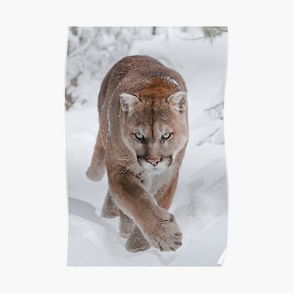 Cougar in Snow Poster
