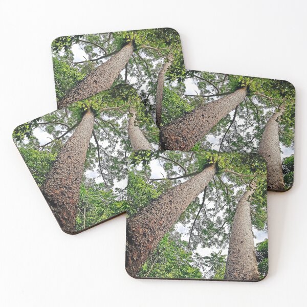 Item preview, Twin Kauri Pines, Lake Barrine designed and sold by fnq-photography.