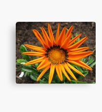 Burst of Colour - Orange Gazenia Leinwanddruck