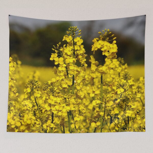 Item preview, Rapeseed Field designed and sold by AnnDixon.