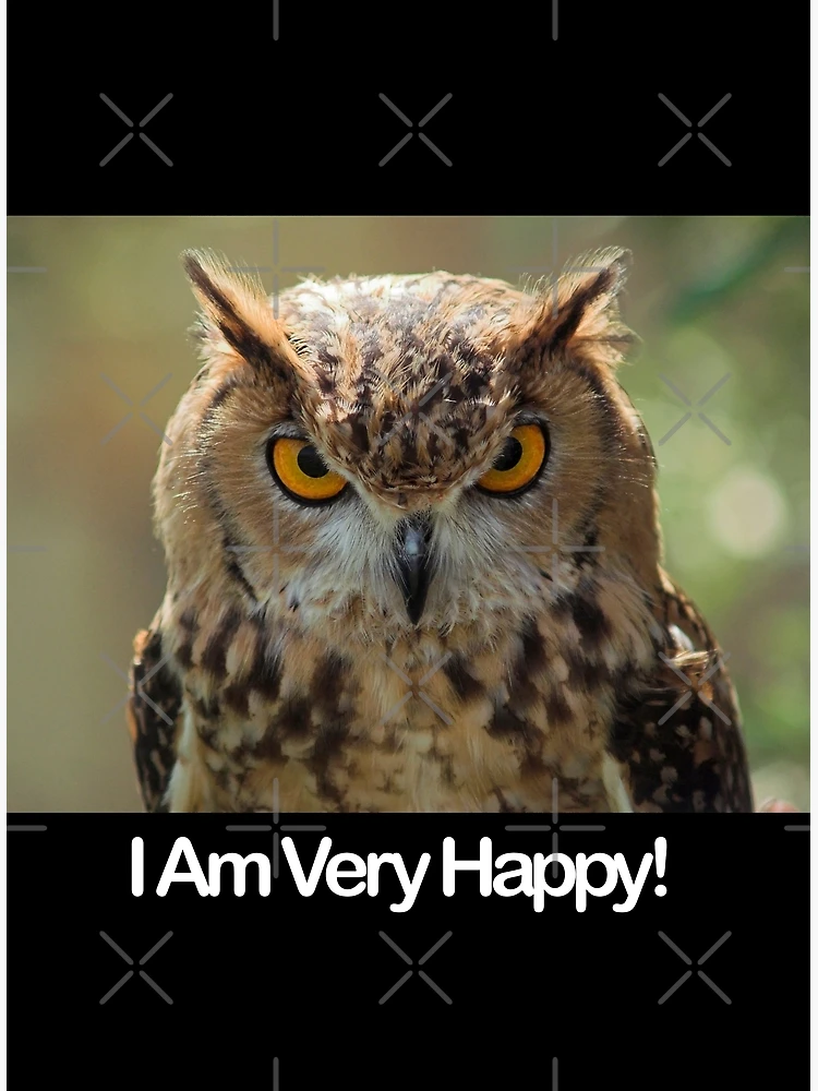 I've Lost The Bathroom Scissors Again - Owlbrows - Funny Owl Greeting  Card for Sale by Thingy72