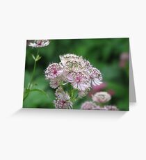Pretty in Pink Greeting Card