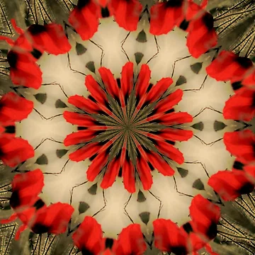 Artwork thumbnail, Poppy Rotations by ScaleDesigns