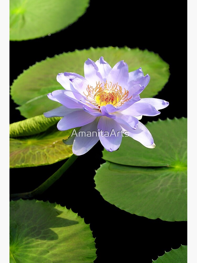 Floating Water Lily Flower With Lily Pads Art Board Print By Amanitaarts Redbubble