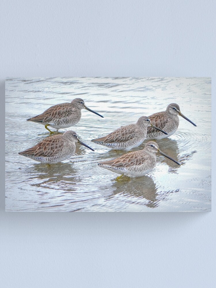 Alternate view of Long-billed Dowitchers Canvas Print