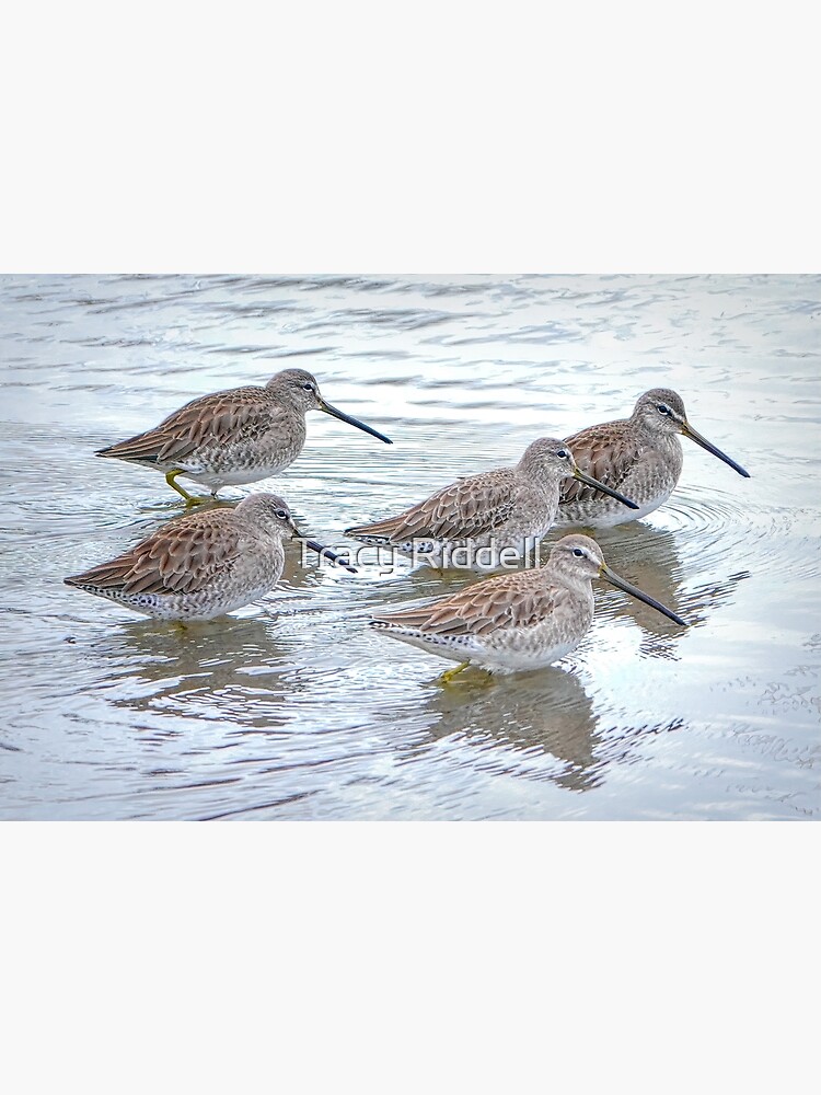 Long-billed Dowitchers by taos