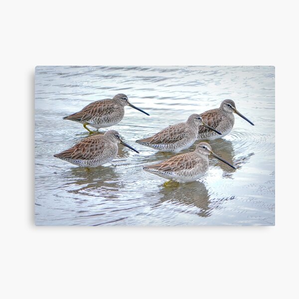 Long-billed Dowitchers Canvas Print