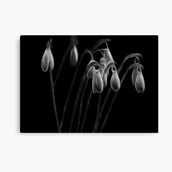 The ghosts of snowdrops Canvas Print