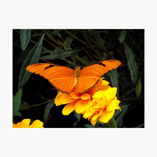 Item preview, Orange Delight designed and sold by Jamie  Armbruster.