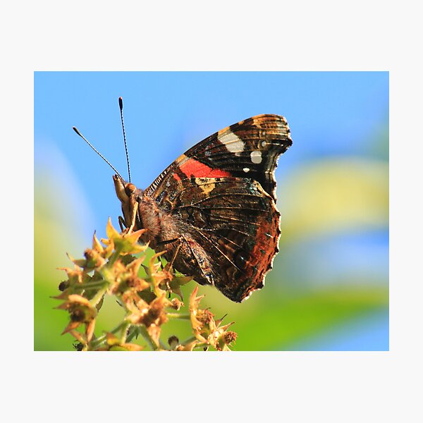 Red Admiral Butterfly, Nunnery Lane,Darlington,England Photographic Print