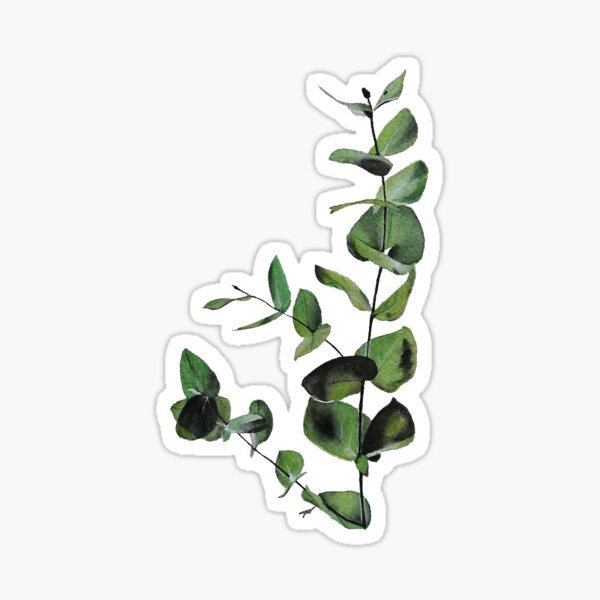 Eucalyptus Sticker