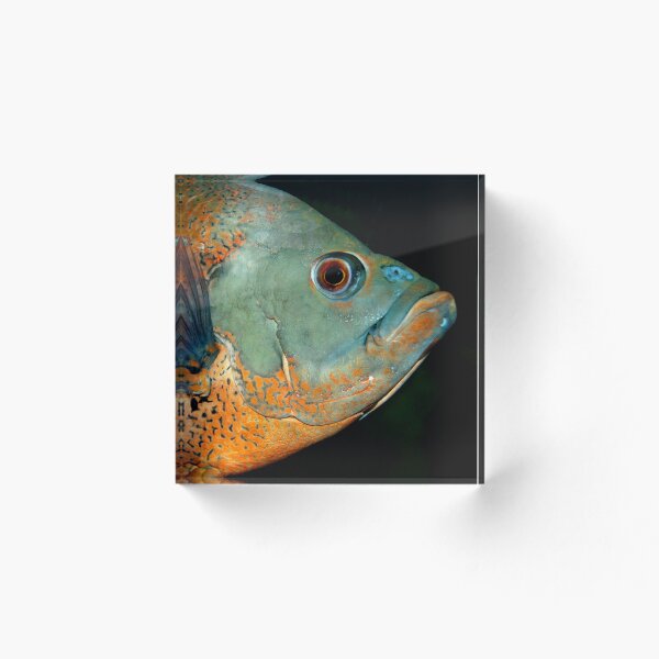 Item preview, Fish Portrait - Edna designed and sold by WaterGardens.