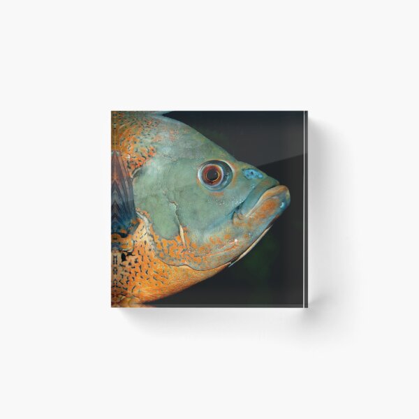 Item preview, Fish Portrait - Edna designed and sold by WaterGardens.