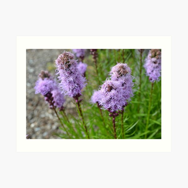 Beauty in Nature II Art Print