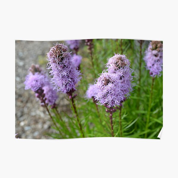 Beauty in Nature II Poster