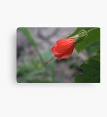 The Cap Canvas Print