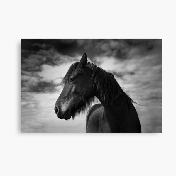 Wind Swept (Horse 1-5609/2) Canvas Print