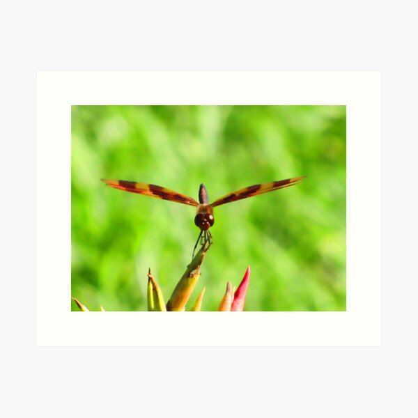 Item preview, Contact! designed and sold by shutterbug2010.