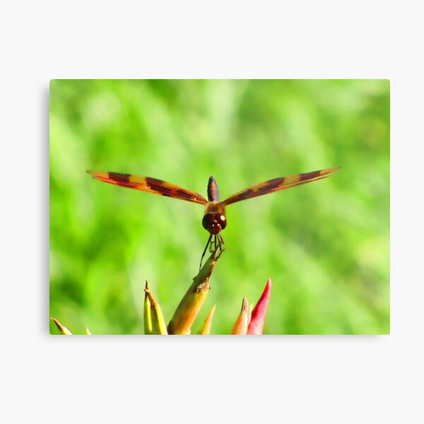Item preview, Contact! designed and sold by shutterbug2010.