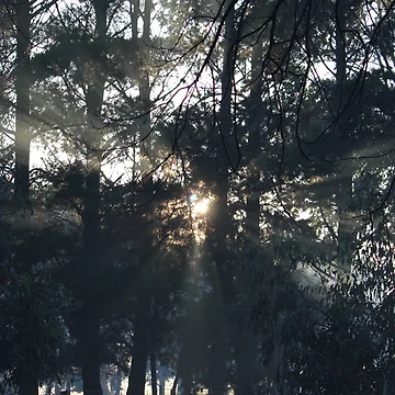 Aperçu de l'œuvre Sunrays de Laura K Wright