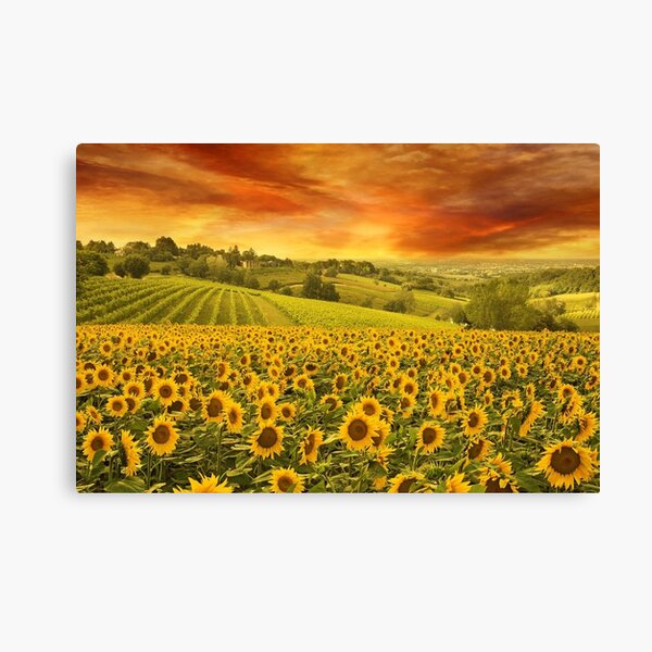 Red Sunset over Sunflowers and Sunflower Fields of Tuscany, Italy Canvas Print